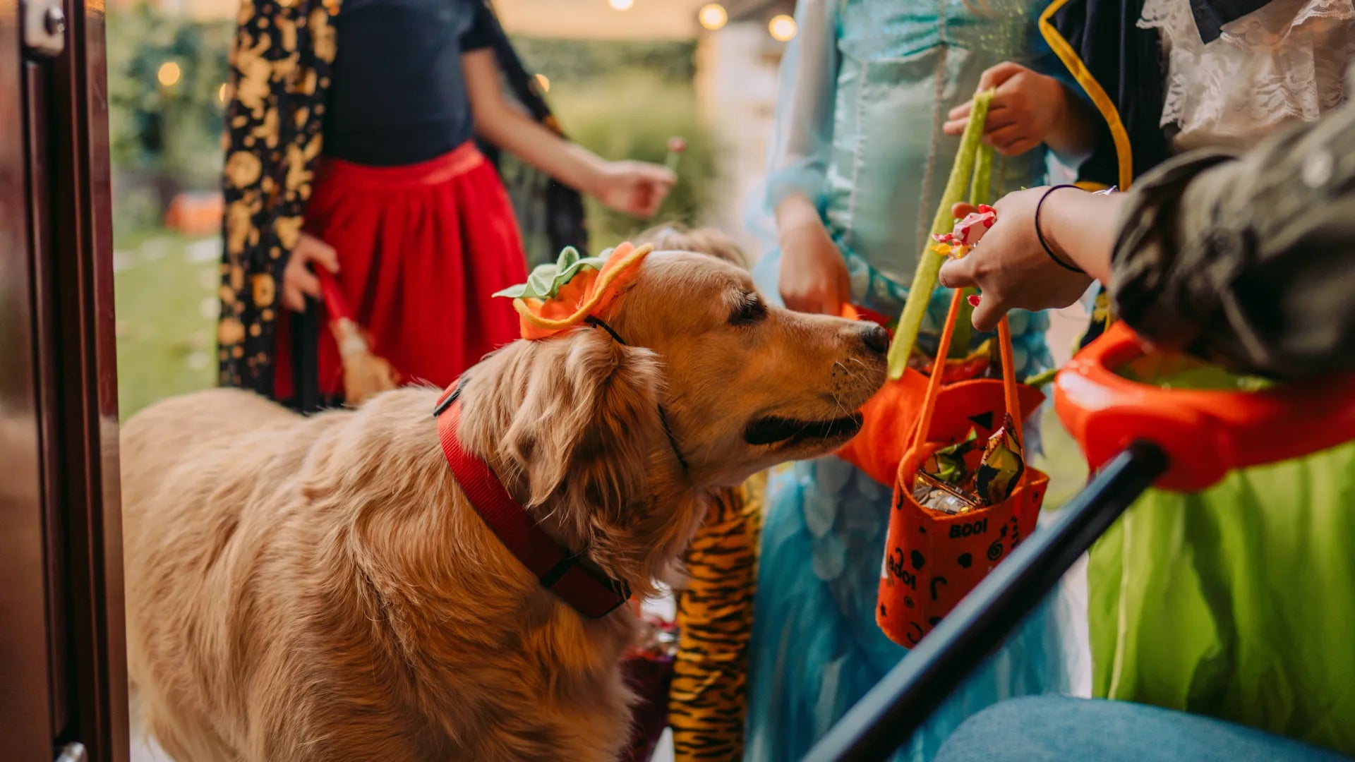Halloween Pet Safety Tips Doggie Style Pets halloween-pet-safety-tips-doggie-style-pets