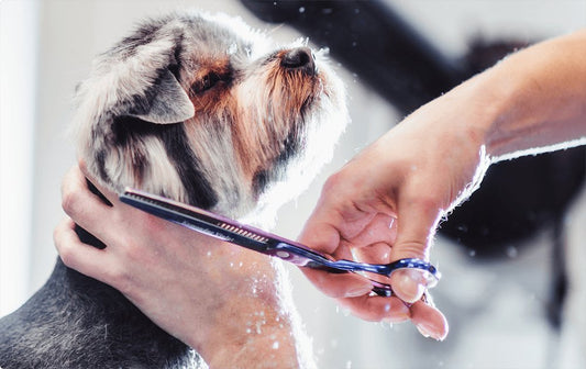 Looking for Grooming Near You in Somers Point, NJ?