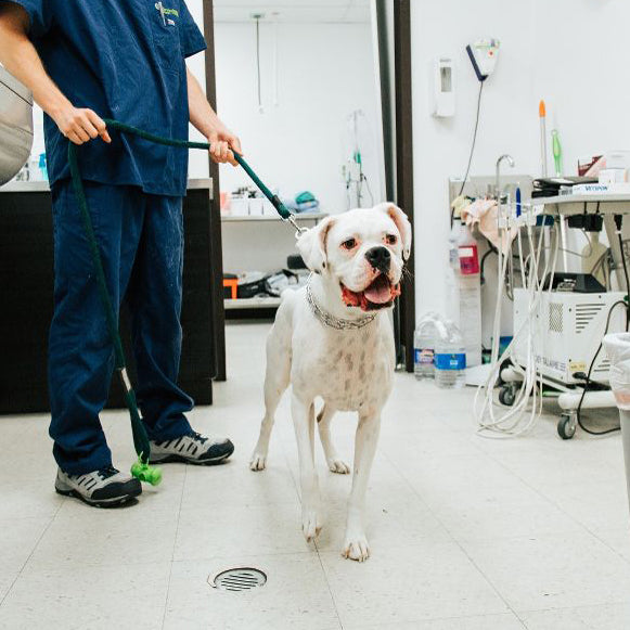 The Pet Mechanic Veterinary Centers