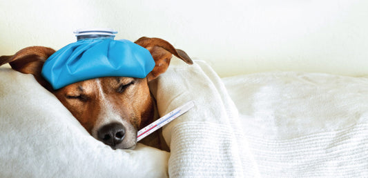Protecting your Pet from Canine Influenza