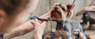 Doggie Style